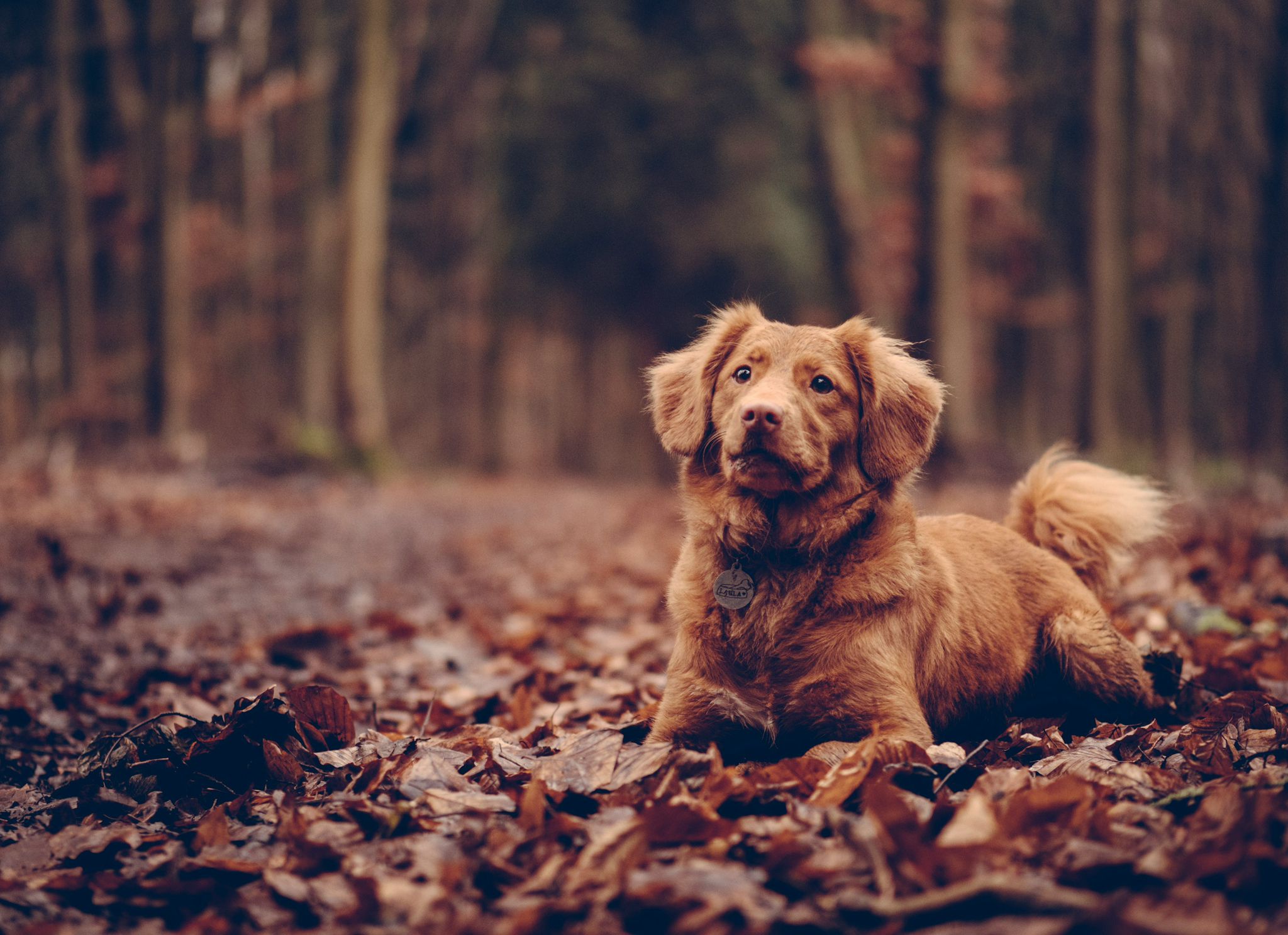 Hund/Katze Behandlung