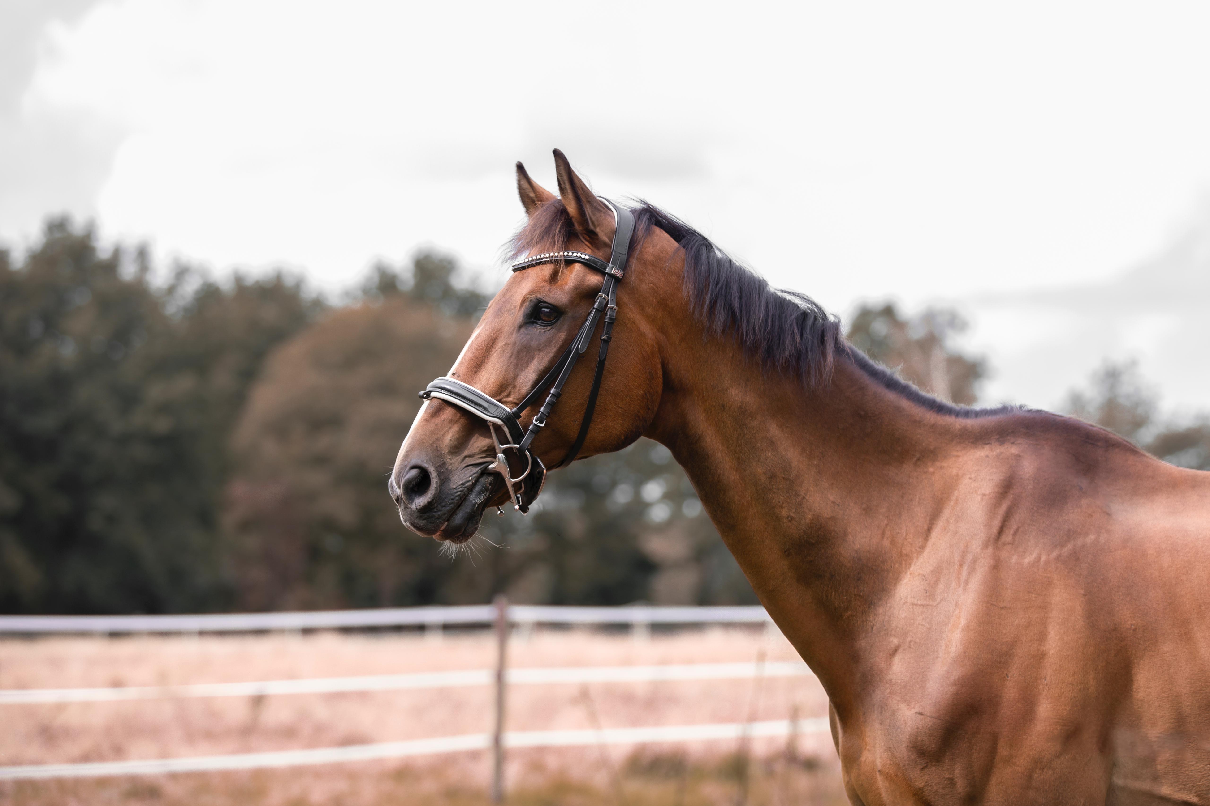 Pferd Behandlung